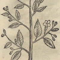 QVAVH TEZHOATL.