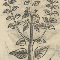 QVIL POZOLLI.