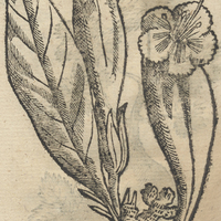 TECOMAXOCHITL.