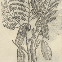 TEHOAXIN.