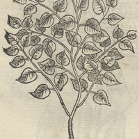 TEMEICAXIHVITL.