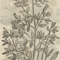 TLACOCHILTON.