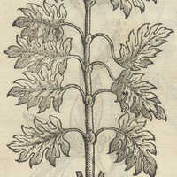 TLACOXIHVITL.