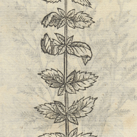 TLACOXOCHITL.