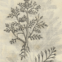 TLACOXOCHITL ALIA.