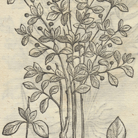 TLACOZAZALIC.