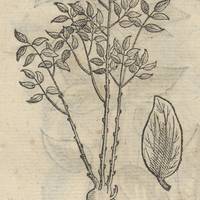 TLALIZTA PATZIN.