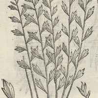 TLANPANXIHVITL.