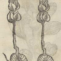 TLIATEPECE MITZTLIT.