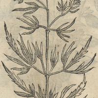 TONALXIHOITL.