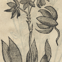TZAVXOCHITL.