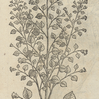 TZICHICHIC, vel TEXICHIC DE OCOINICO.