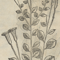TZINOMA.