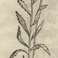 TZITZIQVI.