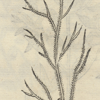 XIYOPATLI.