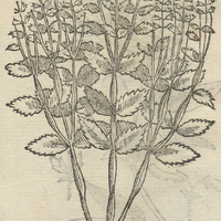 XICOXIHOITL.