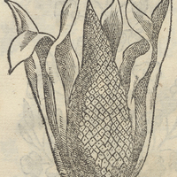 XOCHI PALCENTLI.