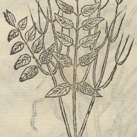 XOMILACOTL.