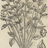 YCHCATLEPATLI, alia Icon.
