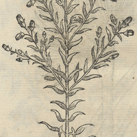 YLLAMAXOCHITL.