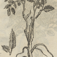 YZTACPATLI I. TEPEXICENSIS. alia Icon.
