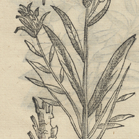ACAXOCHITL, alia Icon.