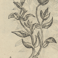 ATEPOCAPATLIS, alia Icon.