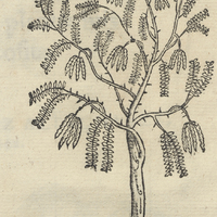 MIZQVITL vel ACACIA.