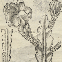 NEPALXOCH CVEZ ALTICQVIZI, Fol. 392.