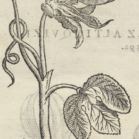 FRVCTVS GRANADILLÆ SEV FLORIS PASSIONIS Fol. 889.