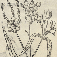 AMOZOTL Fol. 349.