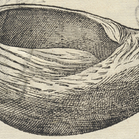 COCCVS MALDIVÆ. Fol. 72.