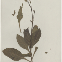 Plante séchée