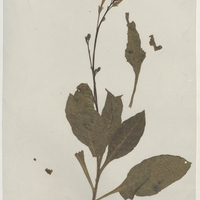 Plante séchée