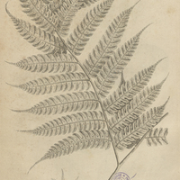 Tab. 1 [Plantes]