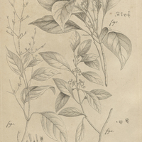 Pl. 2. [Plantes]