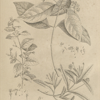 Tab. 3 [Plantes]
