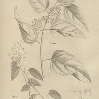 Tab. 4 [Plantes]
