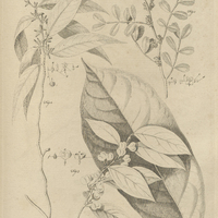 Tab. 5 [Plantes]
