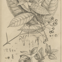 Tab. 6 [Plantes]