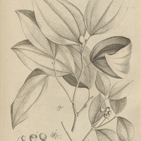 Tab. 7 [Plantes]