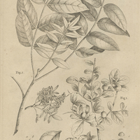 Tab. 8 [Plantes]