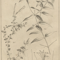 Tab. 9 [Plantes]