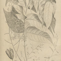 Tab. 10 [Plantes]