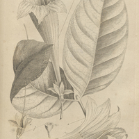 Tab. 11 [Plantes]