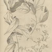 Tab. 12 [Plantes]