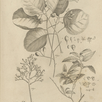 Tab. 13 [Plantes]