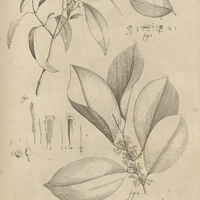 Tab. 14 [Plantes]