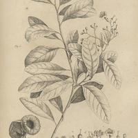 Tab. 15 [Plante, champignon]