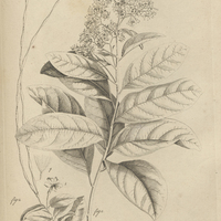 Tab. 16 [Plantes]